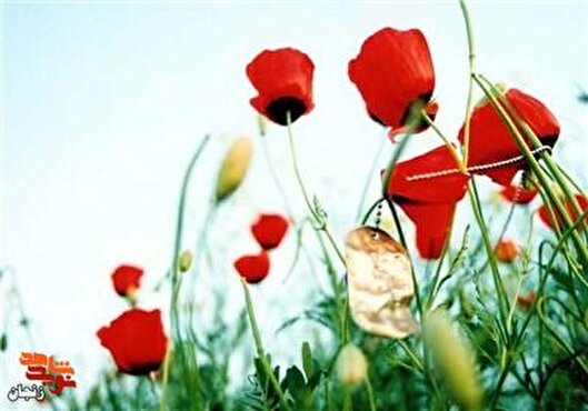 معرفی شهدای هفته چهارم شهریور ماه استان زنجان 
